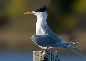 800px Crested Tern Tasmania edit