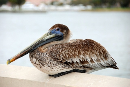 A bird with a very suspicious look and mind - wasit pitched a timeshare vacation proposal?