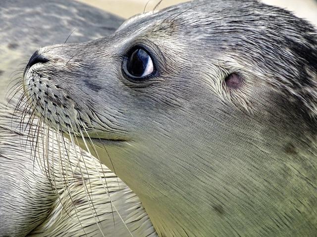 seal