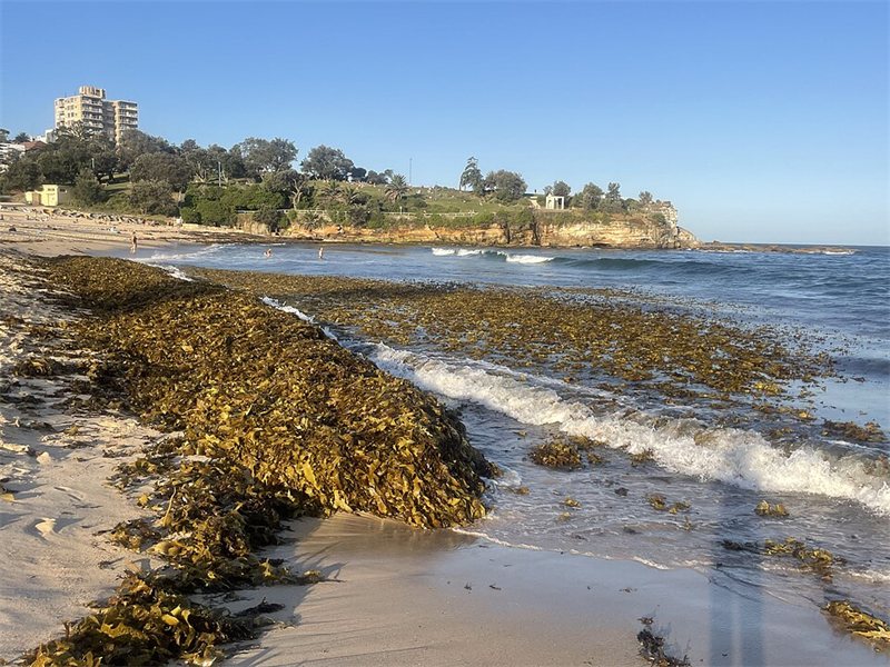 Seaweed washed up along a beach.