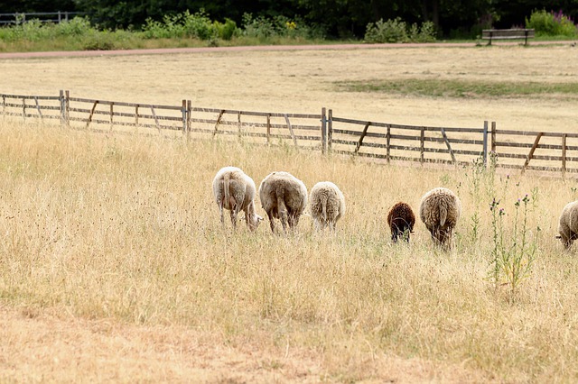 sheep pasture