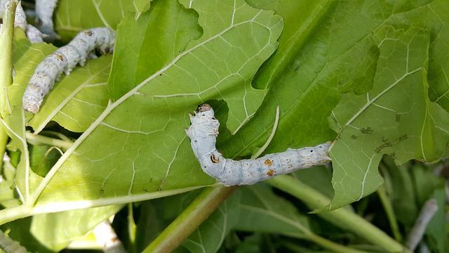 silkworms