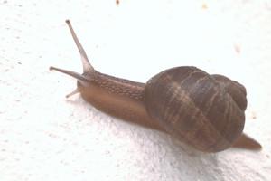 snail2