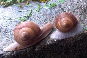 snails