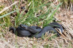 black snake