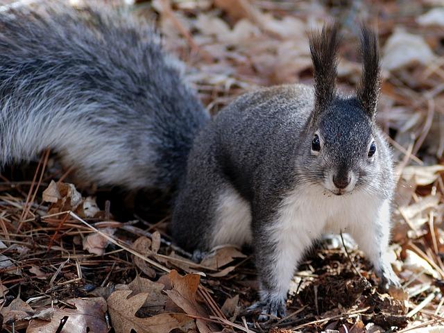 squirrel 2