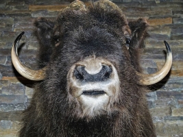taxidermy bison