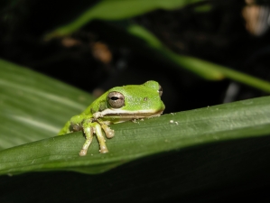 tree frog