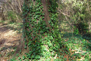 tree with vine