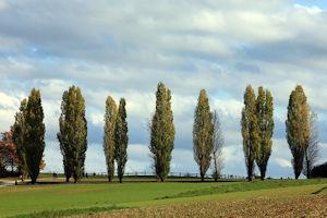 trees poplar