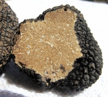 truffle