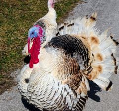 6 Legged Turkey