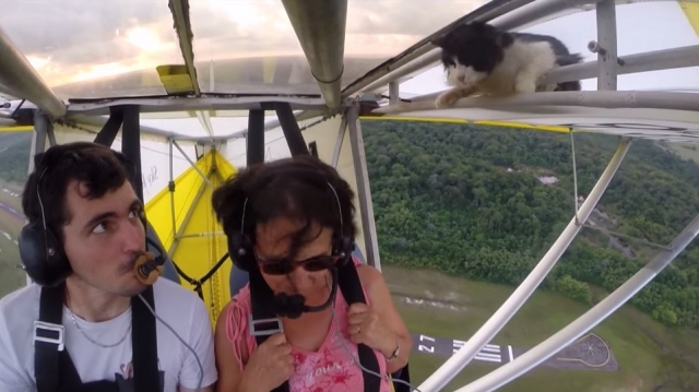 Video of cat hiding in wing of plane
