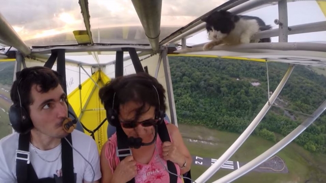 Cat Stowaway on Plane