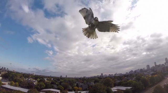 hawk attacks drone