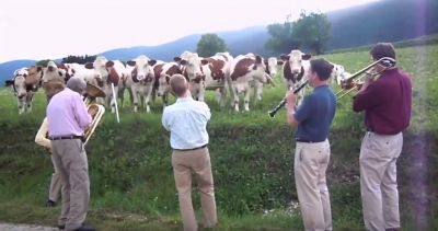jazz for cows