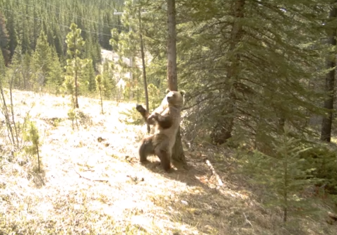 bears playing in the woods