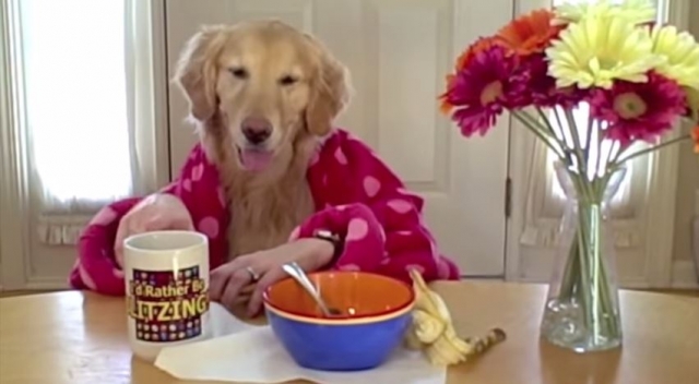 breakfast with ginger - a funny dog video