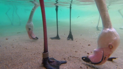 flamingos feeding under water