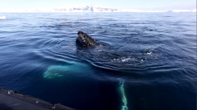 Whales in Antarctica