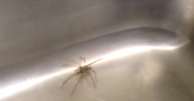 what kind of spider is this