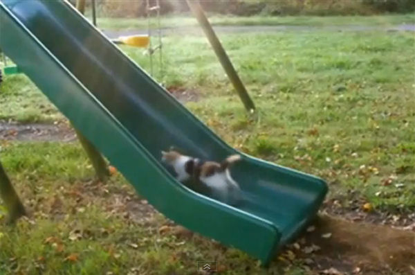 Picture of a Cat running on a Slide