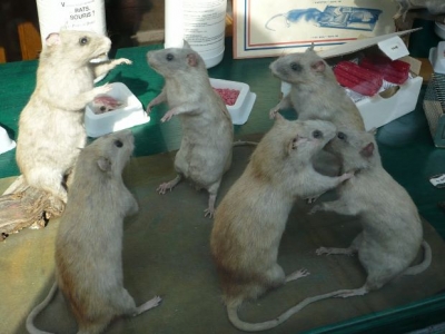 rat park