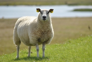 sheep2