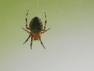 spider