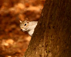 Squirrel Solution