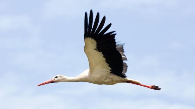 stork