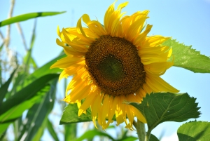 sunflower