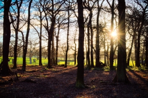 sunlight through trees