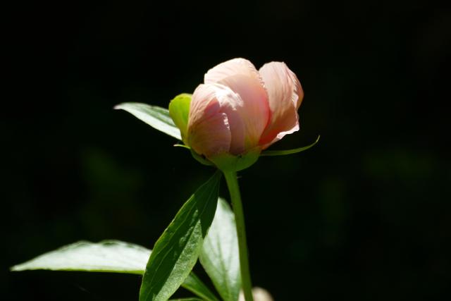 A light pink barely opening peony against a dark green blurred background.