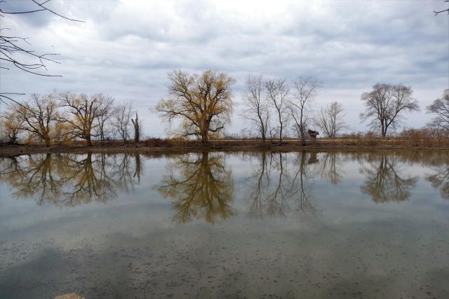 A perfect reflection of trees and cloudy sky in perfectly still water.