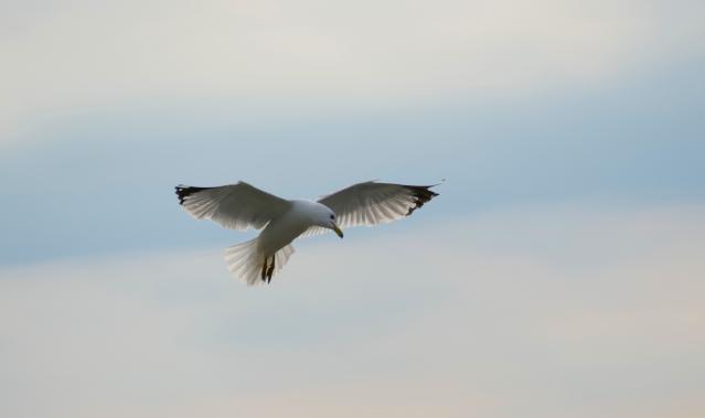 Squirrels & Seagulls