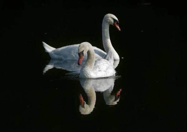 swan