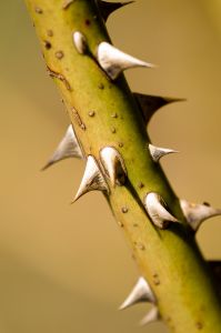 A picture of thorns
