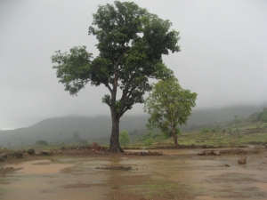tree in_rains