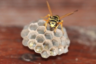 wasp