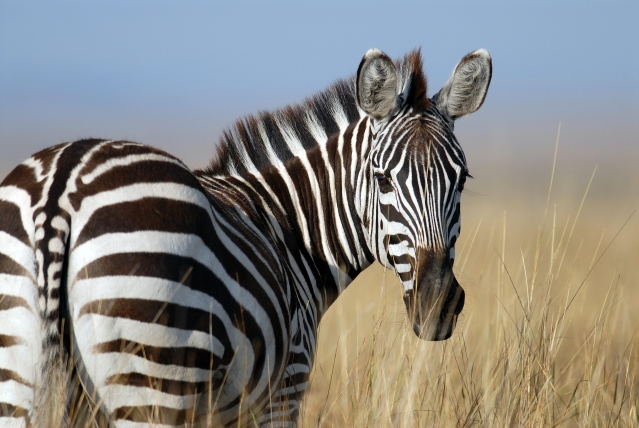zebra looking back