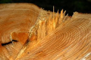lumberjack wood