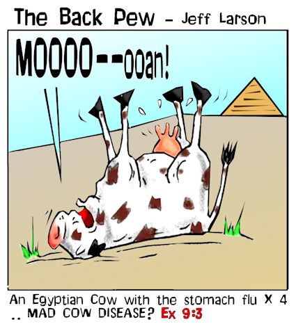 cow sick