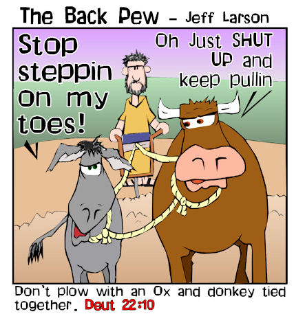 ox and donkey