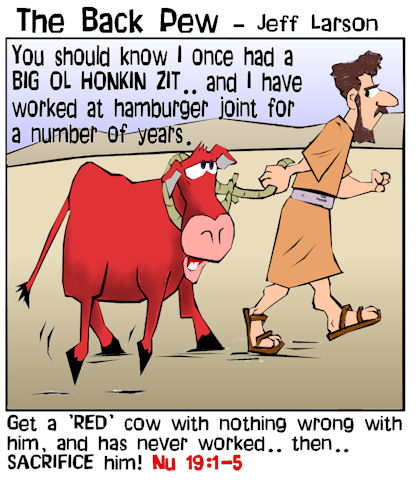 red cow