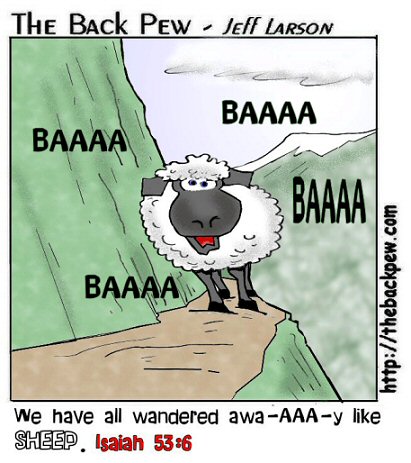 sheepwandered