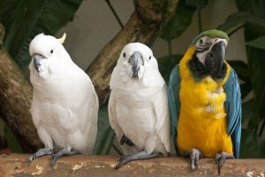 Black and White vs. Color