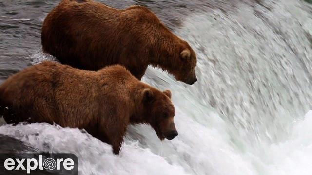 bears fishing