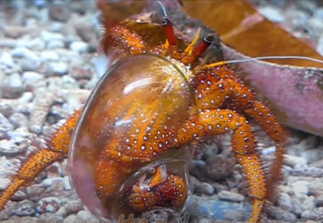 hermit crab glass shell