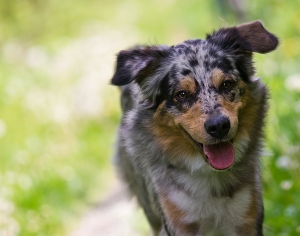 dog australian_shepherd